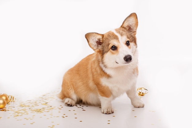 Il cane Corgi su bianco festeggia il nuovo anno, il Natale