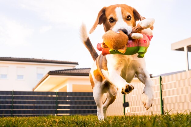 Il cane corre, il beagle salta, si diverte nel giardino, il sole d'estate con un giocattolo da prendere.