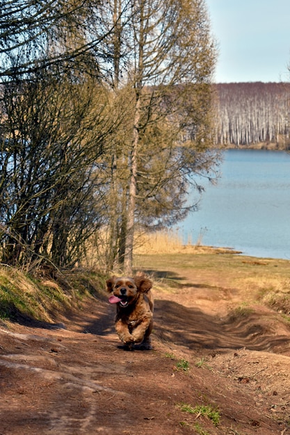 Il cane corre lungo la riva del lago