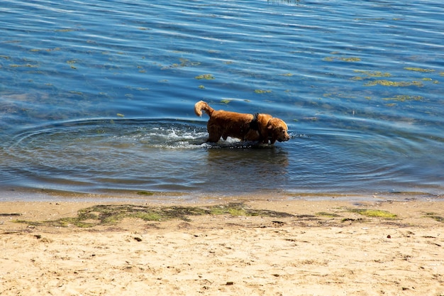 Il cane corre lungo la spiaggia dell'acqua del lago in un giorno d'estate