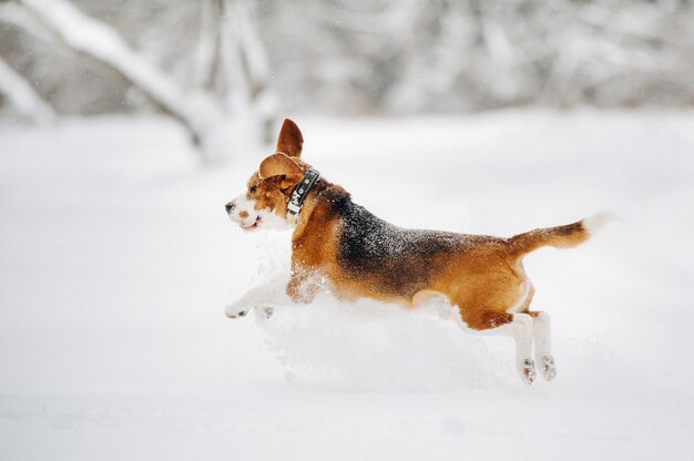 Il cane corre nella natura in inverno.Beagle cammina nella neve in volo.