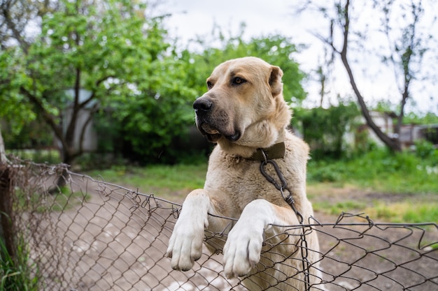 Il cane curioso esamina il recinto del giardino