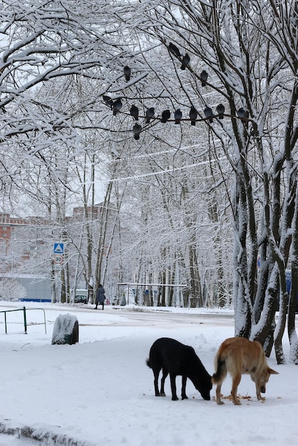 Il cane d'inverno mangia all'aperto