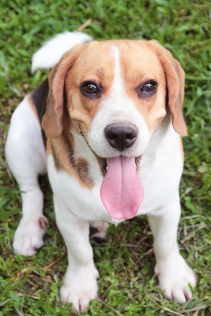 Il cane da lepre sveglio e sano sta sedendosi intorno sull'erba