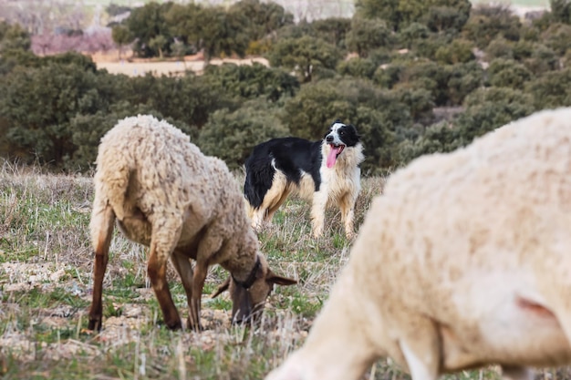 Il cane da pastore è attento al gregge