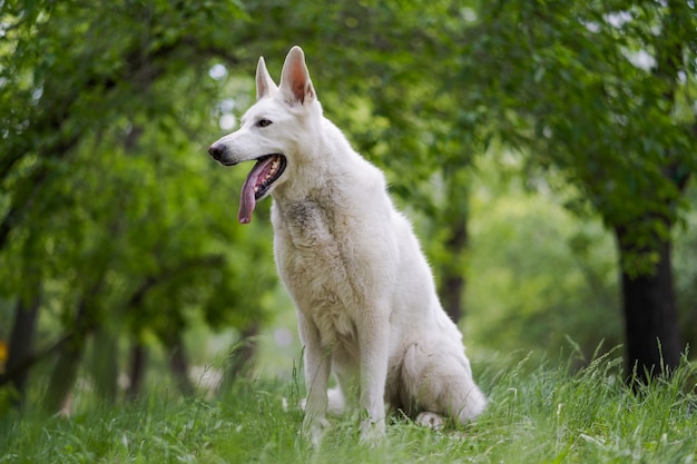 Il cane da pastore svizzero bianco si siede sull'erba. Il cane gentile e felice tirò fuori la lingua. Animali adorabili.