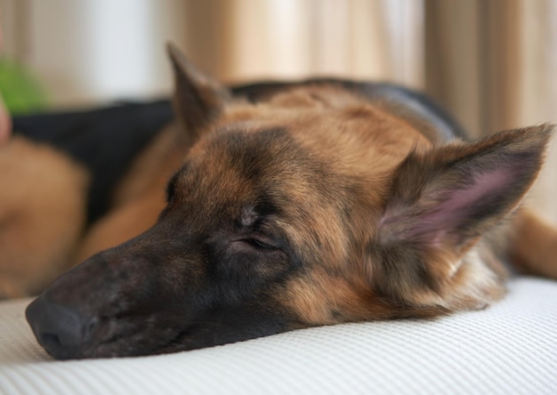 Il cane da pastore tedesco dorme sul divano