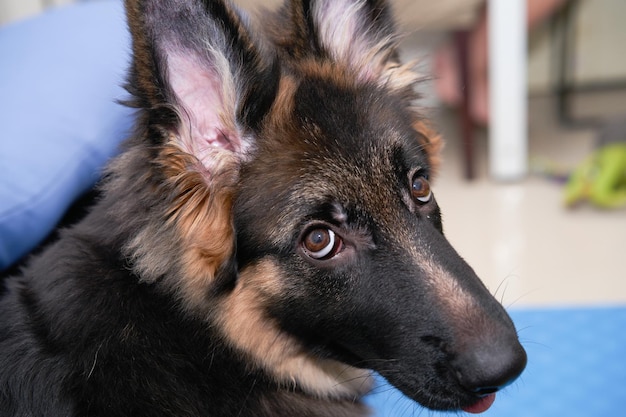 Il cane da pastore tedesco guarda indietro alla telecamera con una vista dall'alto carina e curiosa