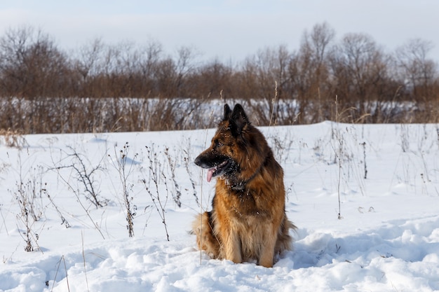 Il cane da pastore tedesco si siede nella neve e distoglie lo sguardo, giorno di inverno