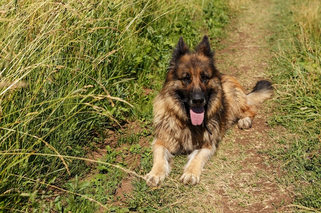 Il cane da pastore tedesco si trova in un campo sulla strada in erba verde