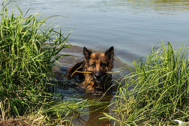 Il cane da pastore tedesco sta nell'acqua nel fiume. Il cane tiene un bastone tra i denti.