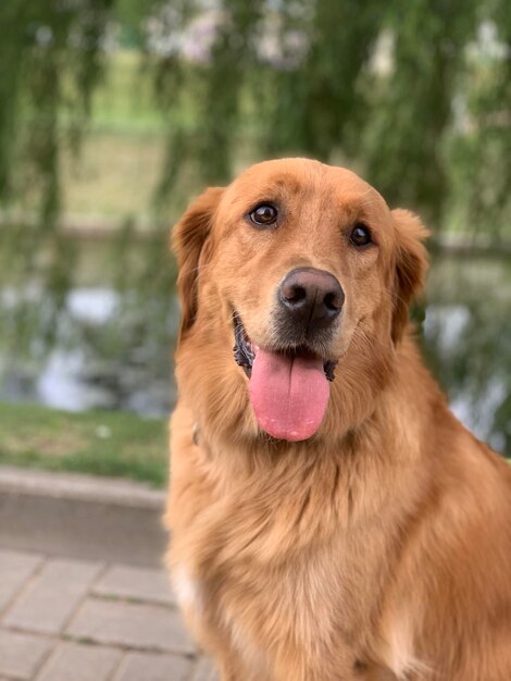 Il cane da riporto si siede sulla riva del fiume nel parco sullo sfondo del salice e sorride