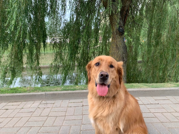 Il cane da riporto si siede sulla riva del fiume nel parco sullo sfondo del salice e sorride
