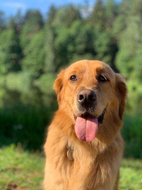 Il cane da riporto si siede sulla riva del lago in una calda giornata di sole sullo sfondo della foresta