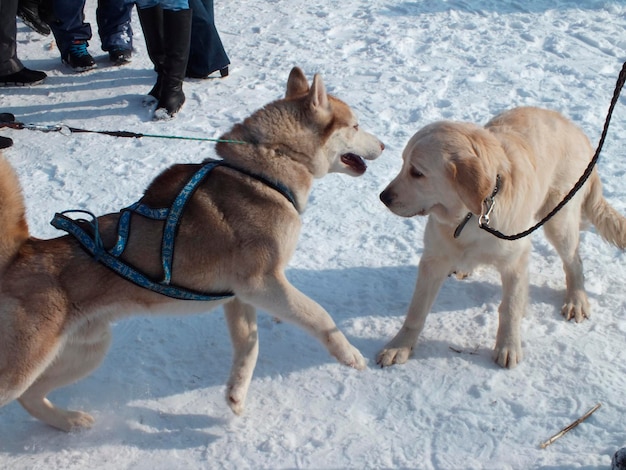 Il cane da slitta alleva due cani marroni e bianchi