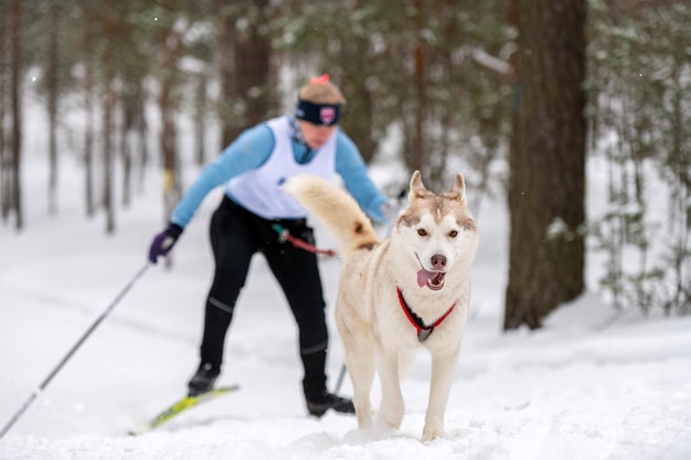 Il cane da slitta Husky tira l'uomo