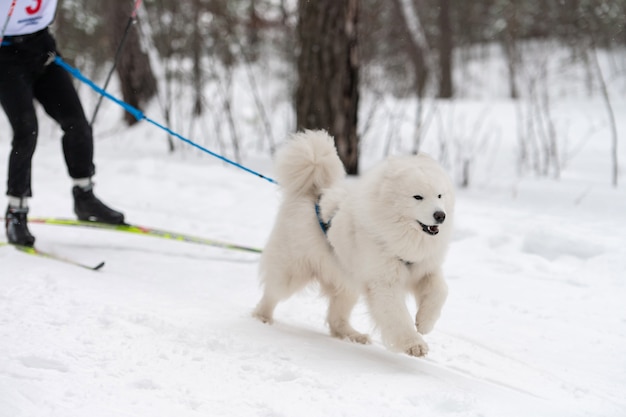 Il cane da slitta samoiedo in imbrago corre e tira umano