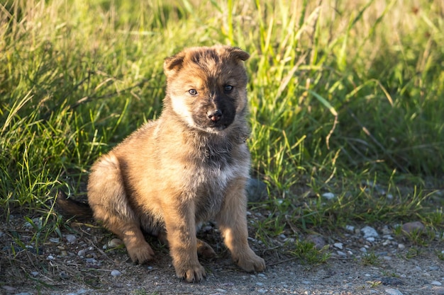 Il cane dei cuccioli di senzatetto si siede nell'erba