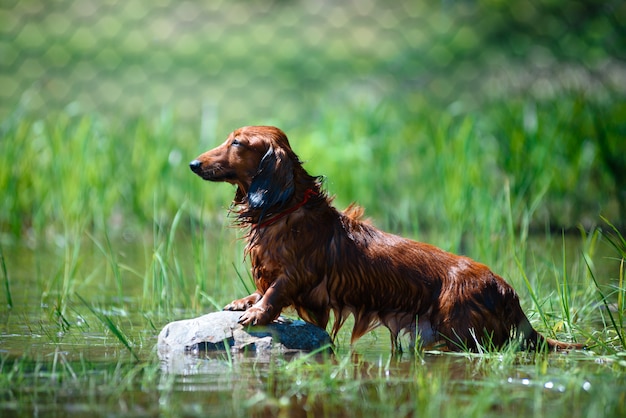 Il cane del bassotto tedesco che si siede su una roccia sul fiume, colora il marrone