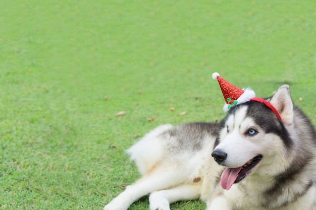 Il cane del husky siberiano ha vestito il Babbo Natale e trovarsi sull&#39;erba verde