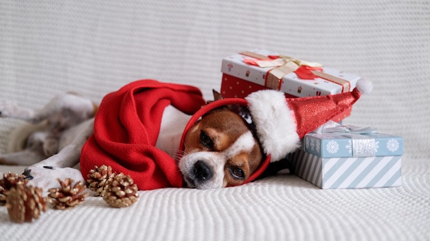 Il cane della chihuahua con l'orlo del cappello di santa e la sciarpa rossa con i regali di Natale e le pigne si sdraiano sul pullman. Buon Natale. Buon anno.