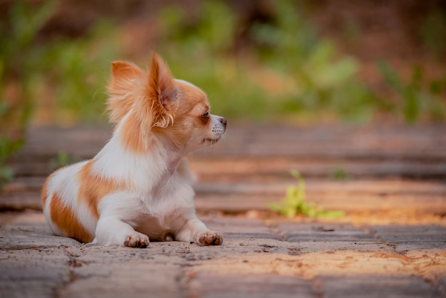 Il cane della chihuahua si trova nella foresta. Mini cane di razza. Animale, animale domestico.