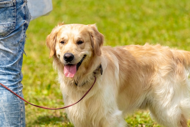 Il cane della razza Golden Retriever si sente felice vicino al suo proprietario