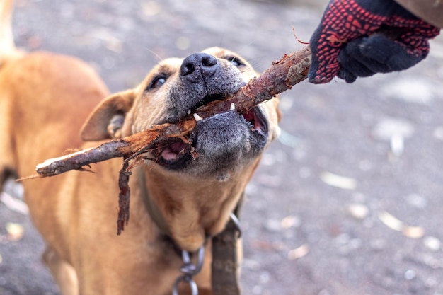 Il cane della razza pitbull terrier tiene un bastone tra i denti durante l'allenamento