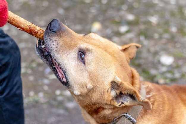 Il cane della razza pitbull terrier tiene un bastone tra i denti durante l'allenamento