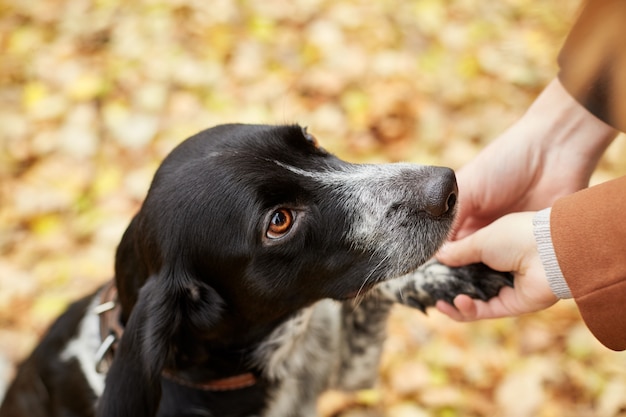 Il cane dello spaniel con le orecchie lunghe cammina nel parco di autunno