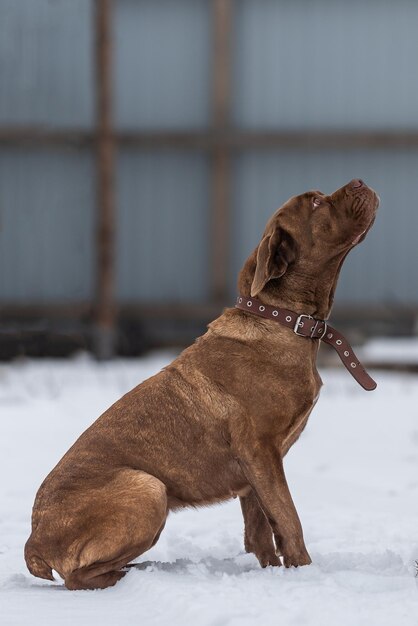 Il cane di Cane Corso si siede con le orecchie appiattite e guarda in alto implorando qualcosa di gustoso con gli occhi