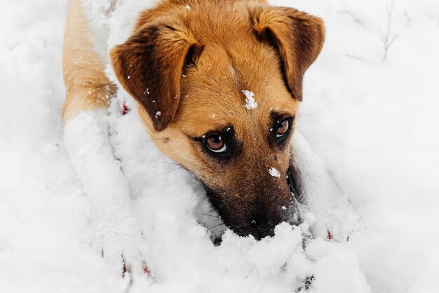 Il cane di Fox terrier gioca nella neve in inverno