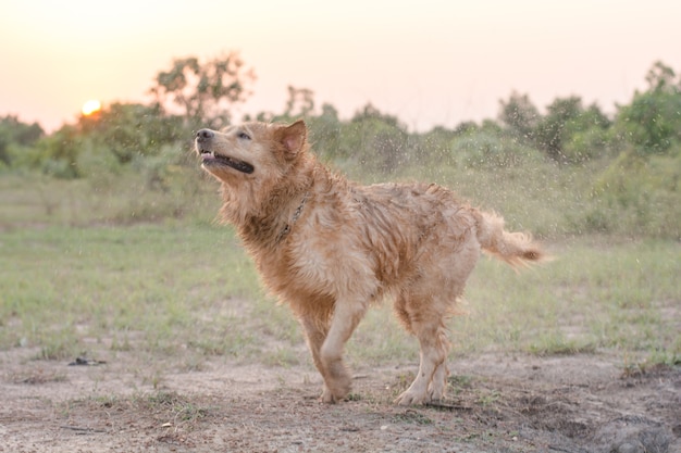 Il cane di Golden Retriever scuote l&#39;acqua dopo una nuotata