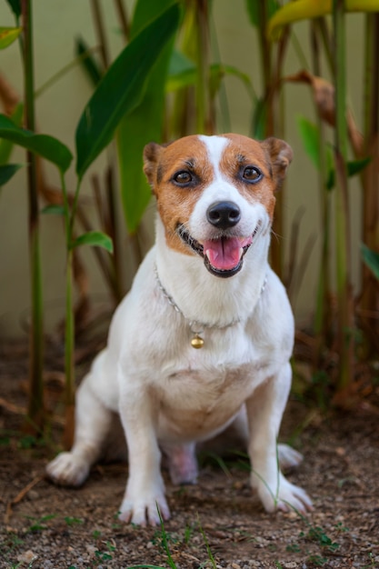 Il cane di Jack Russell Terrier si siede sul pavimento sul fondo dell'albero.