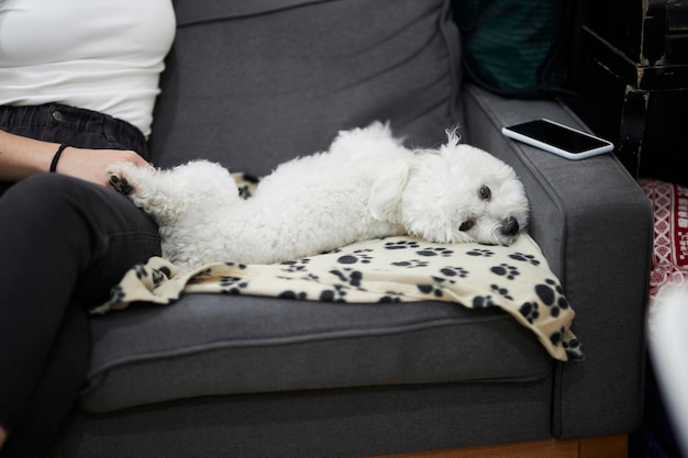 Il cane di razza Bichon sta riposando sul divano. Primo piano del cane bianco