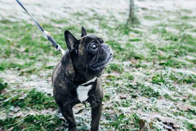 Il cane di razza Bulldog francese cammina in una fredda mattina d'inverno