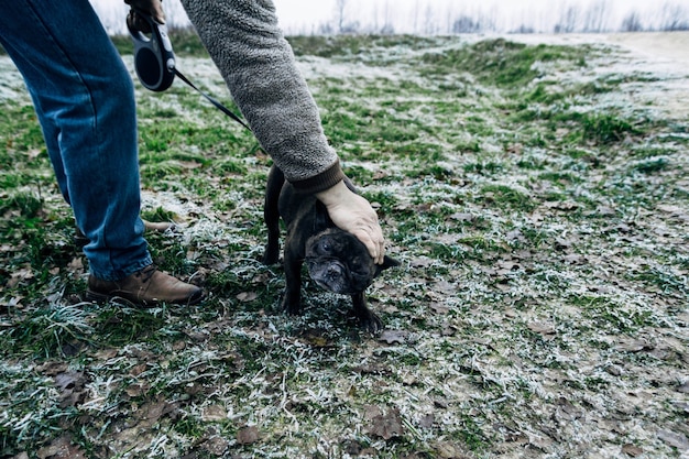 Il cane di razza Bulldog francese cammina in una fredda mattina d'inverno