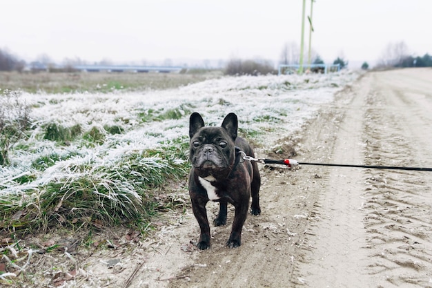 Il cane di razza Bulldog francese cammina in una fredda mattina d'inverno