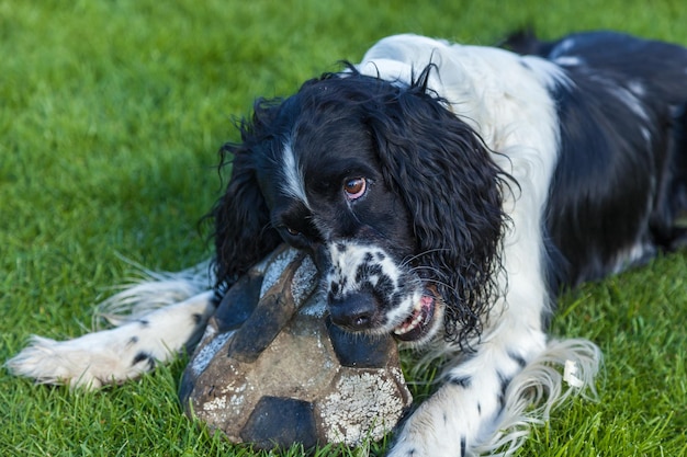 Il cane di razza Cocker Spaniel rosicchia un pallone da calcio su un'erba verde, Cocker Spaniel bianco nero