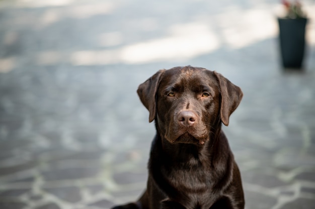 Il cane di razza fissa con il viso serio. Chocolate Labrador Close-up ritratto guardando la fotocamera.