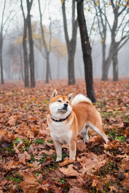 Il cane di razza giapponese Shiba Inu cammina nel parco nebbioso autunnale. Cane ucraino shiba inu Kent