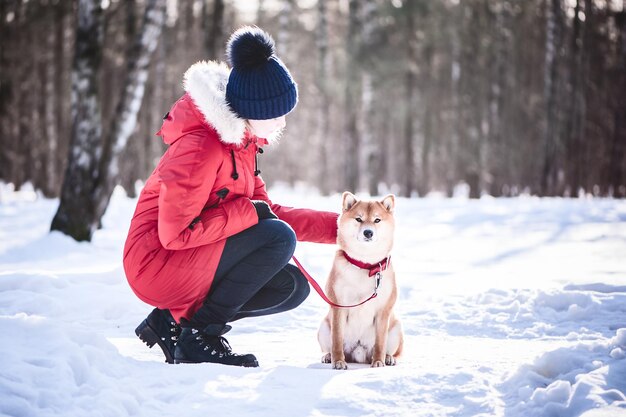 Il cane di razza Shiba inu gioca con una ragazza, una ragazza addestra un cane su uno sfondo di una bellissima foresta invernale