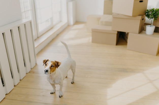 Il cane di razza terrier russel posa in una stanza spaziosa e vuota, rimuove in un nuovo luogo di vita con i suoi ospiti