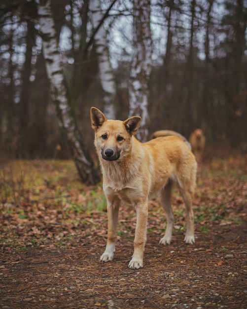 Il cane di strada randagio dello zenzero nella foresta o nel parco sembra triste e affamato quando fa freddo solitario abbandonato