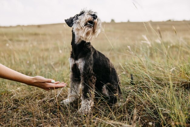 Il cane disobbediente si rifiuta di dare la zampa La donna chiede al cane di dare la Zampa