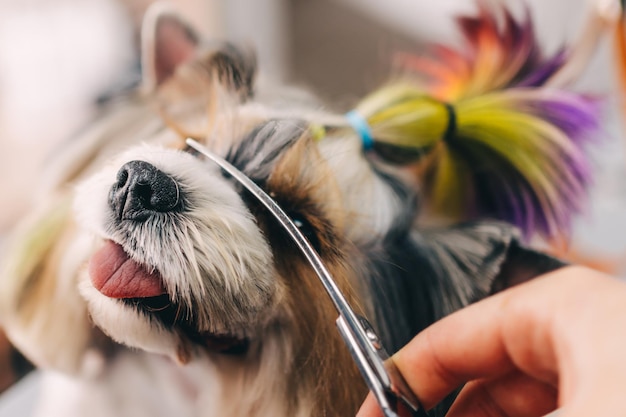 Il cane divertente ottiene un taglio di capelli nella foto di alta qualità del salone di toelettatura