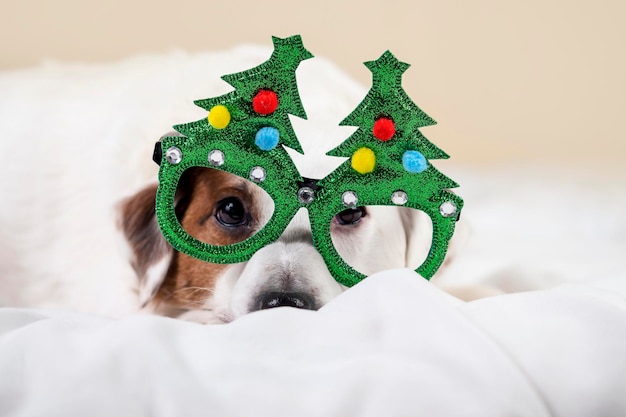 Il cane divertente si trova in occhiali sotto forma di alberi di Natale verdi