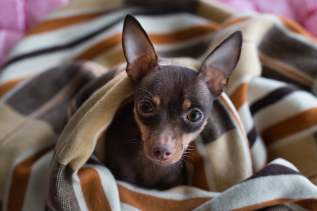 Il cane dorme sotto la coperta