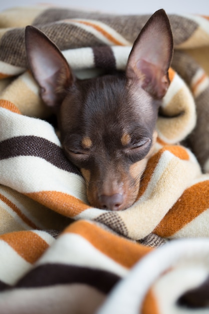 Il cane dorme sotto la coperta