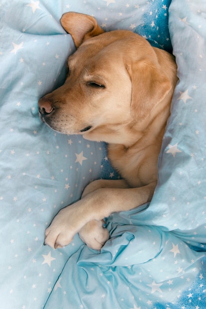 Il cane dorme sotto una coperta sul letto.